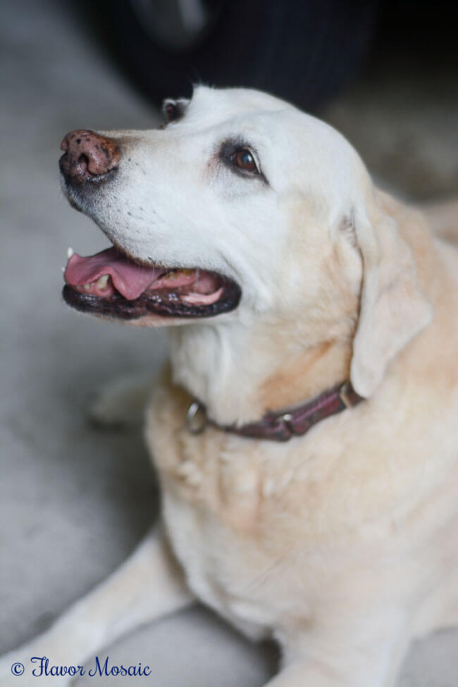 Rosie-Yellow-Labrador-Retriever-15-years-old cancer survivor
